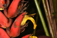 Heliconia harlingii