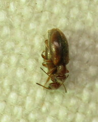 Sapintus lemniscatus