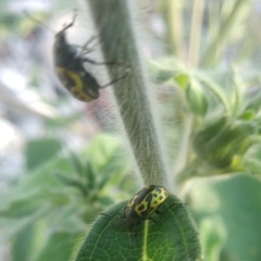 Zygogramma signatipennis