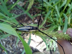 Sphaenothecus trilineatus