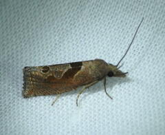 Pelochrista similiana