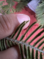 Vachellia pennatula