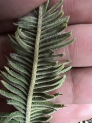 Vachellia pennatula