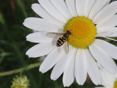 Syrphus opinator