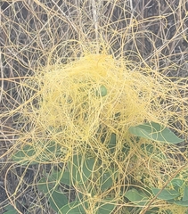 Cuscuta