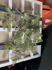 Vachellia pennatula