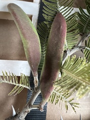 Vachellia pennatula