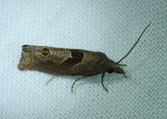 Pelochrista similiana