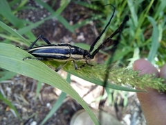 Sphaenothecus trilineatus