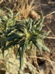 Xanthium spinosum