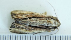 Apamea verbascoides