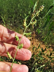 Echinochloa colona