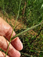 Echinochloa colona