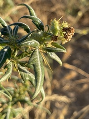 Xanthium spinosum