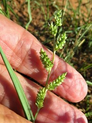Echinochloa colona