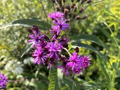 Vernonia gigantea