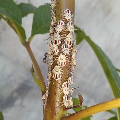 Aetalion reticulatum