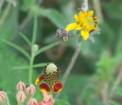 Synocoelioxys