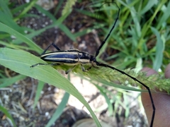 Sphaenothecus trilineatus