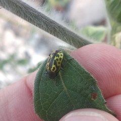 Zygogramma signatipennis