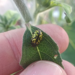 Zygogramma signatipennis