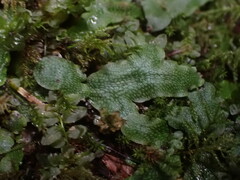 Conocephalum conicum