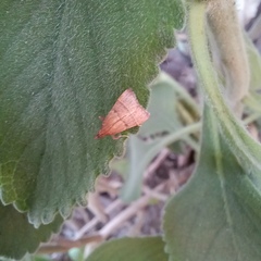 Arta epicoenalis