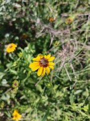 Helianthus laciniatus