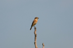 Saxicola stejnegeri