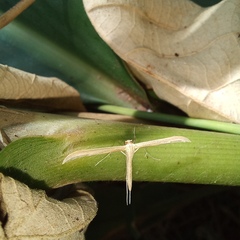 Hellinsia glaphyrotes