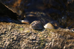 Siphonaria naufragum