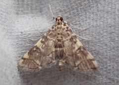 Anageshna primordialis