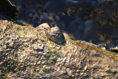 Siphonaria naufragum