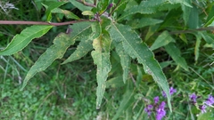 Vernonia gigantea
