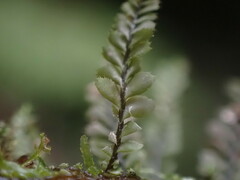 Plagiochila gracilis