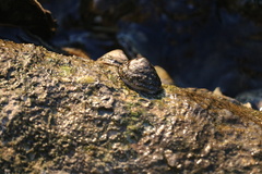 Siphonaria naufragum