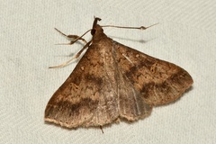 Renia discoloralis