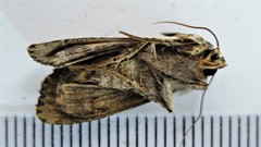 Apamea verbascoides