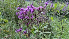 Vernonia gigantea