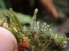 Plagiochila gracilis