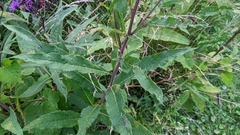 Vernonia gigantea