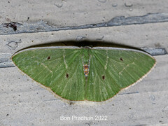 Comostola hauensteini