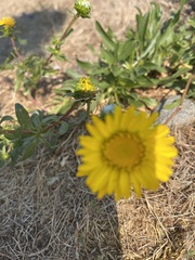 Grindelia integrifolia