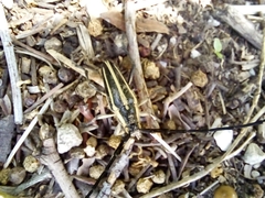 Sphaenothecus trilineatus