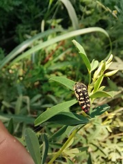 Acmaeodera disjuncta