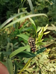 Acmaeodera disjuncta