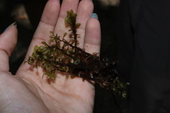 Mniaceae