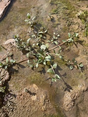 Plantaginaceae