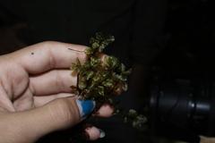 Mniaceae