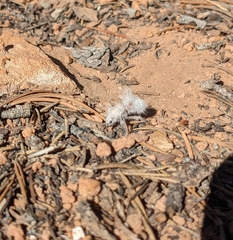 Dasymutilla gloriosa